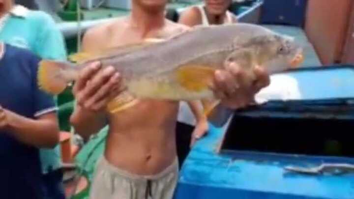 Bắt được cá như sủ vàng tỷ đồng trên sông Đồng Nai