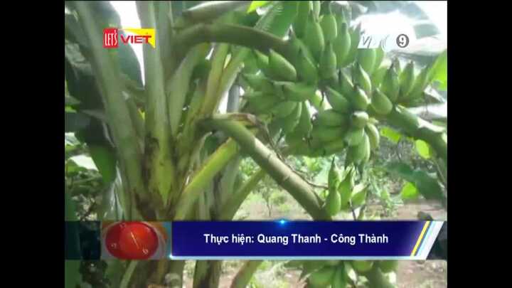 Đổ xô đi xem cây chuối trổ 2 buồng ở Đồng Nai