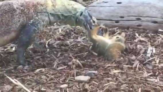 Vào nhầm lãnh địa, sóc bị rồng Komodo xơi tái