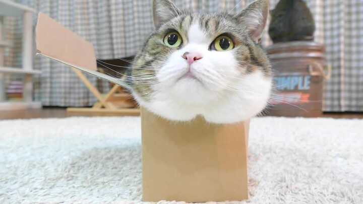 Cười vỡ bụng clip mèo mập cố ních người vào chiếc hộp bé xíu