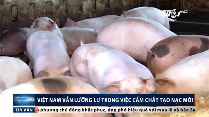 Việt Nam vẫn lưỡng lự trong việc cấm chất tạo nạc mới