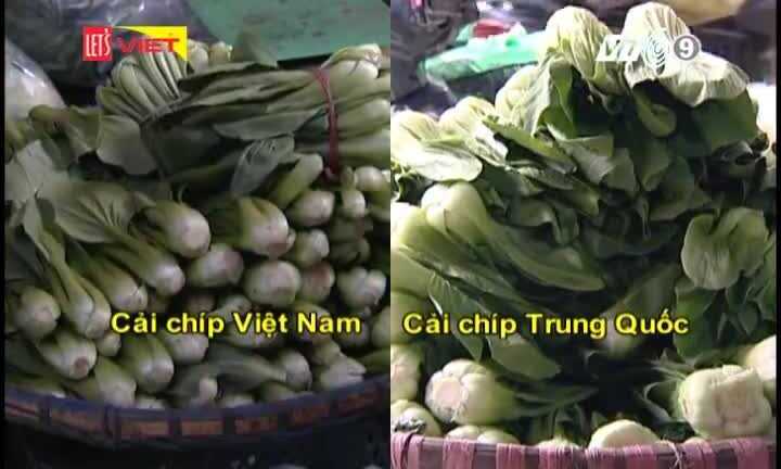 Phân biệt cải chíp Việt Nam và Trung Quốc