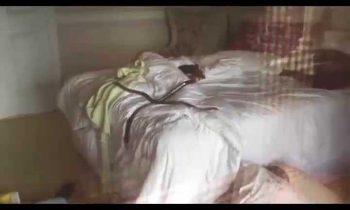 Tá hỏa phát hiện rắn nâu cực độc trườn trong phòng ngủ thiếu nữ