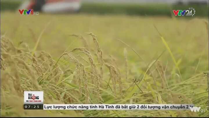Bí mật của loại gạo ngon nhất thế giới