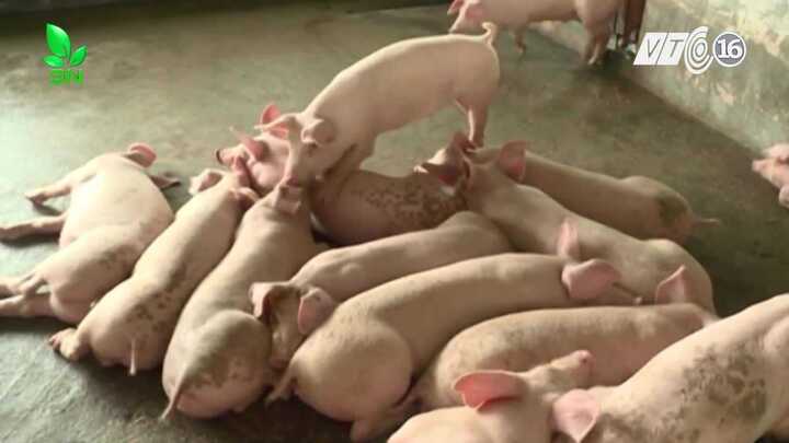 Thịt lợn giá 1 triệu đồng/kg ở Ba Vì có gì đặc biệt?