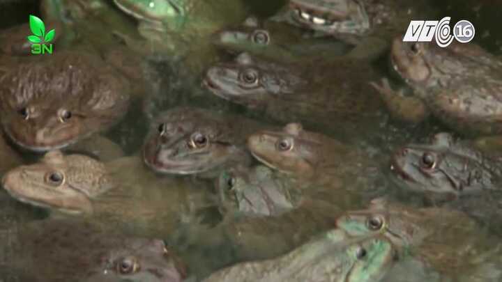 Nuôi ếch bằng tỏi thu tiền tỷ mỗi năm