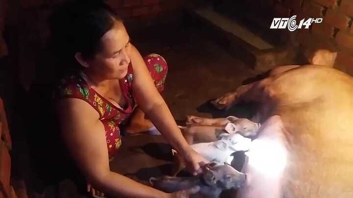 Dân Đồng Tháp đổ xô đi xem chú lợn mọc vòi, hình thù kỳ quái