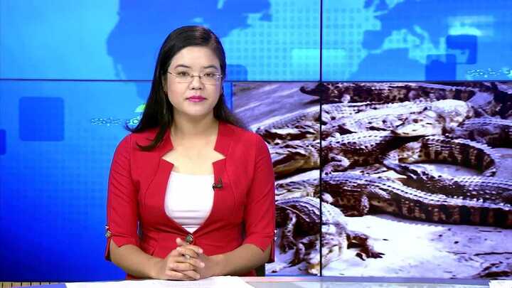 Thương lái Trung Quốc ngừng mua, Cà Mau 'ế' 5.000 con cá sấu