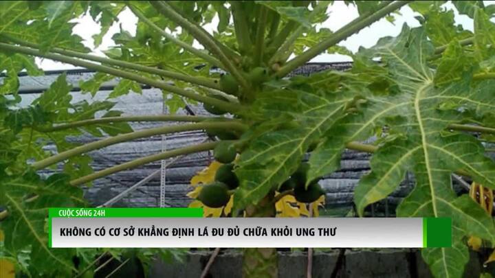 Thực hư thông tin lá đu đủ chữa được ung thư