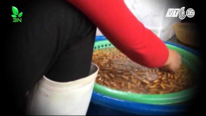 Cận cảnh gian thương 'phù phép' nhộng thâm đen thành vàng óng bằng hóa chất