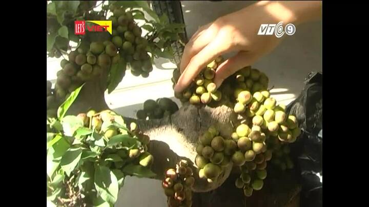 Vạch mặt gian thương dùng keo dán tạo hình độc đáo cho cây cảnh, bán giá cao