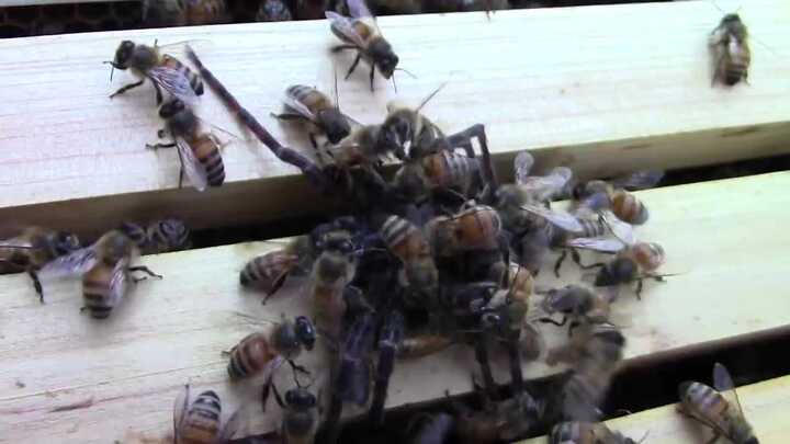 Nhện 'khủng' rình rập tổ ong mật và cái kết thê thảm