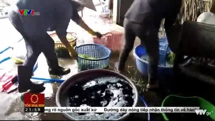 Mục sở thị thương lái ngâm hàng trăm cân rau muống chẻ trong hóa chất công nghiệp