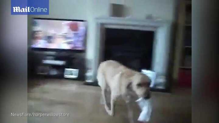 Chú chó biết đưa giấy cho chủ lau mỗi lần chủ hắt hơi