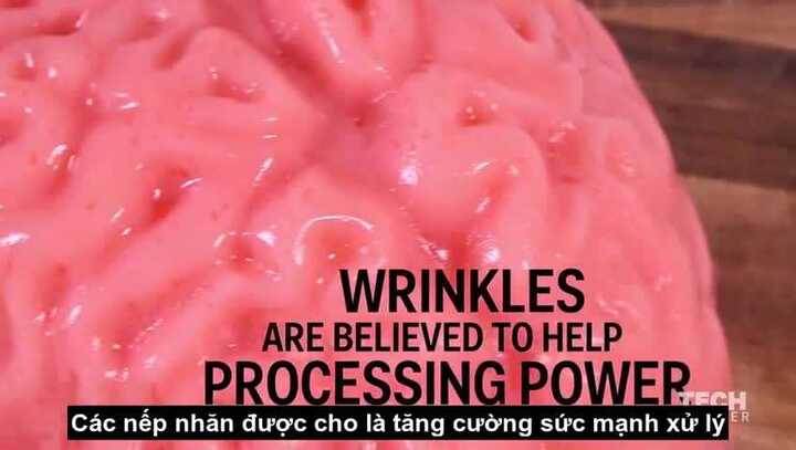 Video: Sự thật sững sờ về não bộ có kết cấu giống đậu phụ mềm