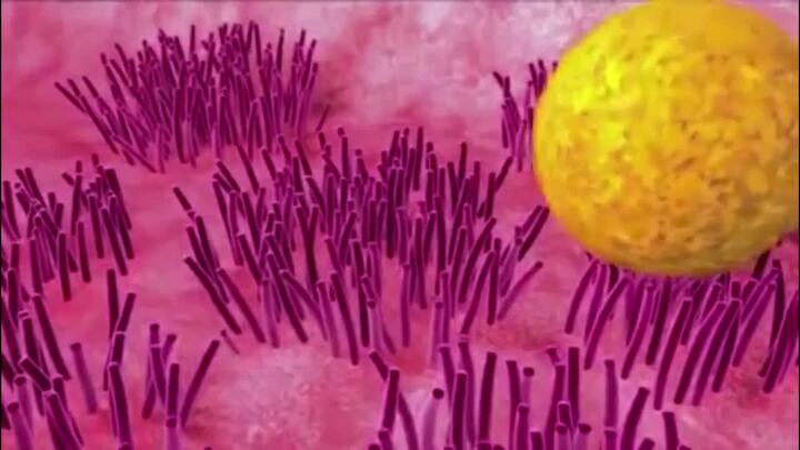 Video: Quá trình trứng rụng gặp tinh trùng thụ thai như thế nào