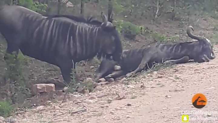 Linh dương đầu bò cố vực dậy đồng loại đang hấp hối và cái kết kỳ diệu