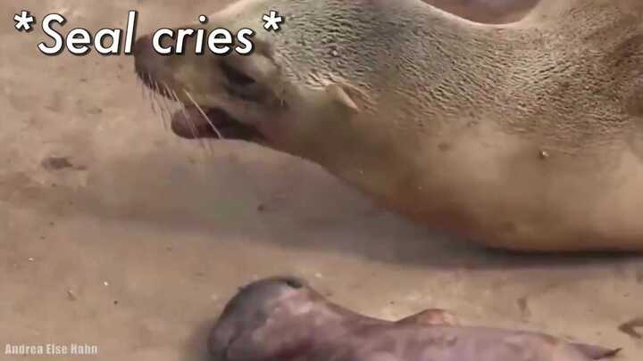 Clip hải cẩu mẹ rơi nước mắt khi hải cẩu con chết lay động cư dân mạng