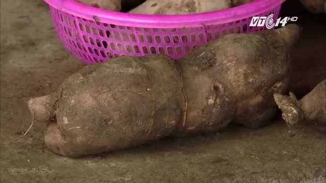 Hoàng shin cô: Loại củ ngon, độc, lạ ở vùng cao Y Tý