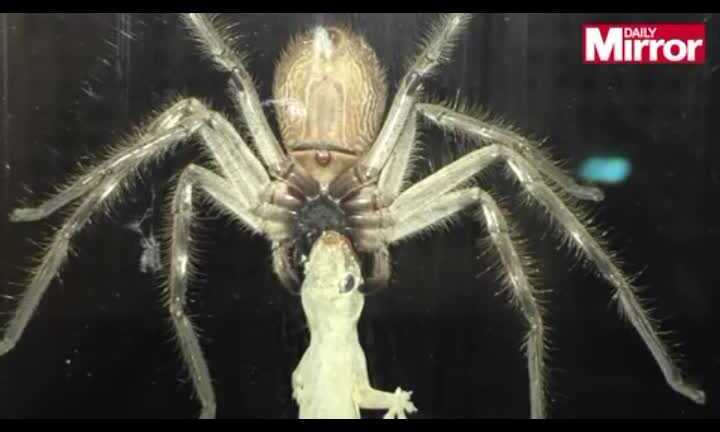 Clip: Cận cảnh nhện độc khổng lồ ăn thịt tắc kè