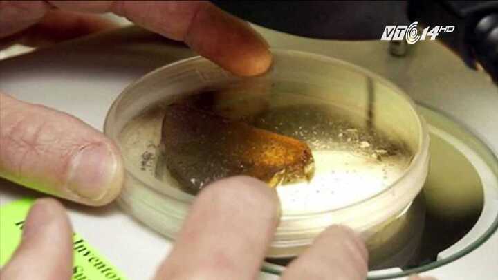 Tìm ra liệu pháp giúp con người 'cải lão hoàn đồng', tăng 1/3 tuổi thọ