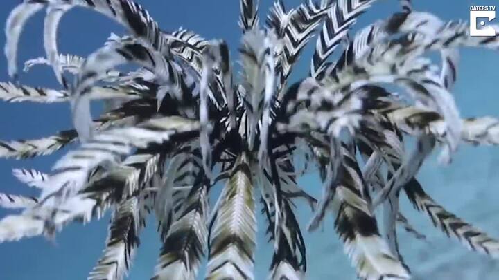 Clip cận cảnh sinh vật lạ giống như chim bơi dưới biển gây xôn xao