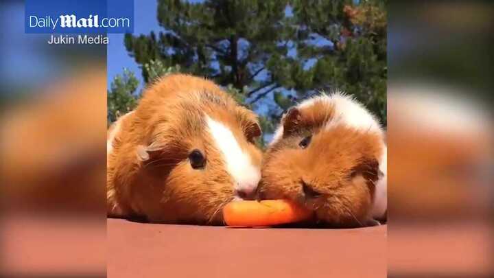 Phì cười clip chuột lang tranh nhau củ cà rốt