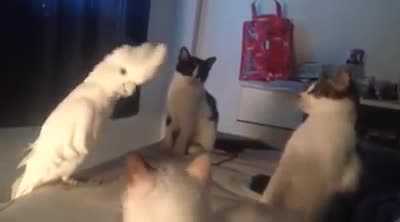 Cười té ghế clip vẹt giả tiếng mèo