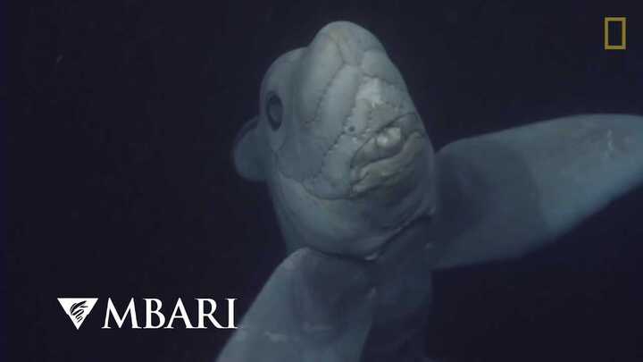 Clip: Quay được cá mập ma kỳ dị dưới đáy đại dương