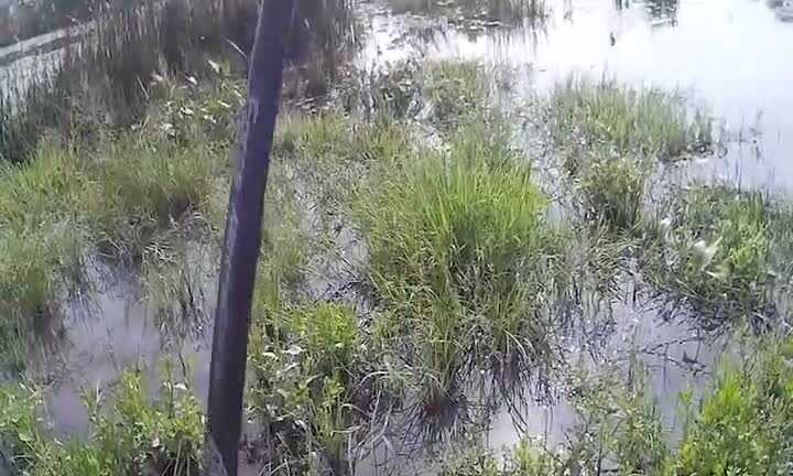 Clip cần thủ câu cả đàn cá lóc bằng... ếch nhựa ở Long An