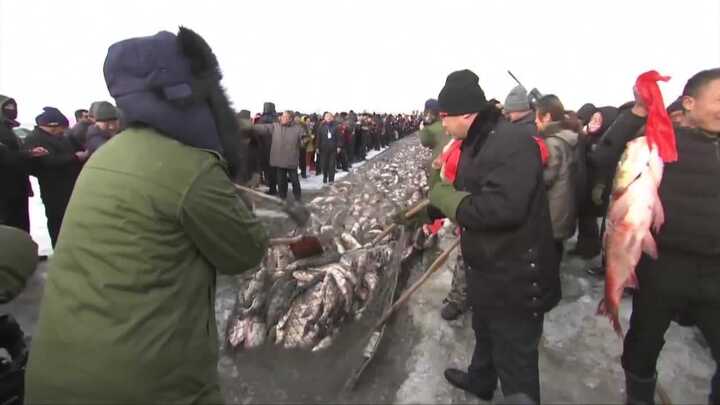 Ngư dân Trung Quốc hồ hởi thả lưới bắt hàng chục tấn cá trên mặt hồ đóng băng