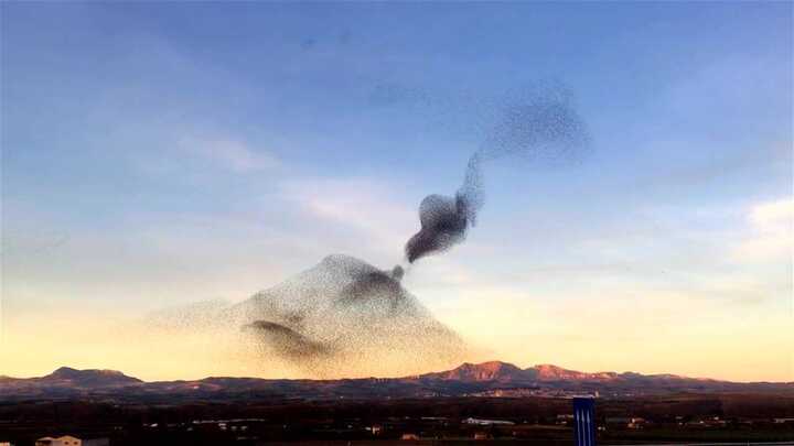 Vũ điệu mê hoặc của đàn chim sáo đá khổng lồ giữa trời hoàng hôn