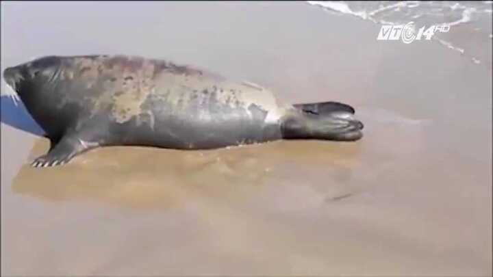 Hải cẩu chết ở bãi biển: Công an Bình Thuận xác minh