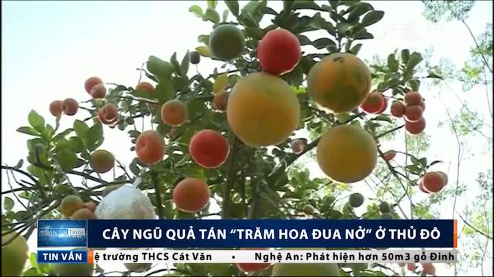 Nông dân Hà Nội trồng cây ra chục loại quả siêu lạ đón Tết