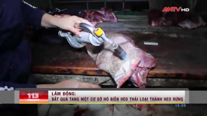 Gian thương thú nhận dùng thuốc nhuộm tóc biến heo nái thải loại thành heo rừng