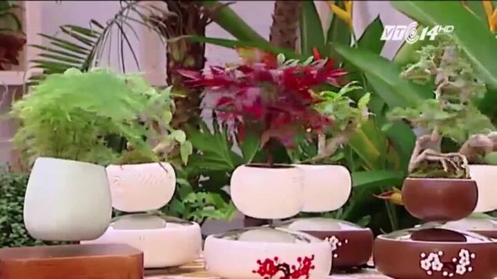 Nghệ nhân bật mí cách tạo bonsai bay