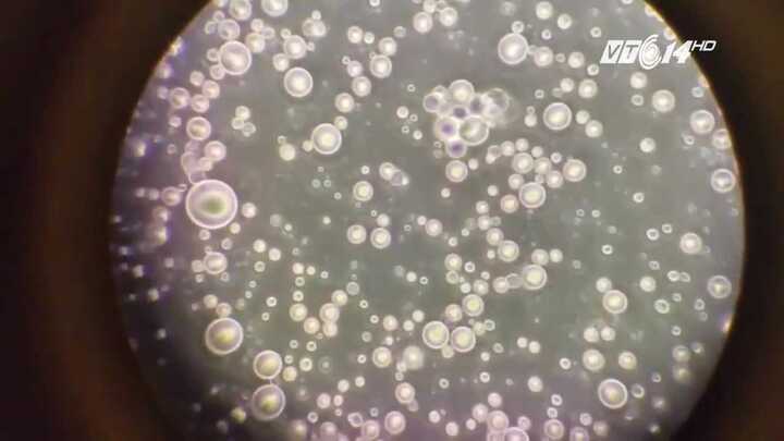 Video sữa mẹ dưới kính hiển vi tuyệt đẹp gây 'bão' mạng