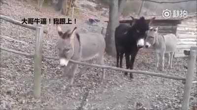 Xem xong clip này còn ai dám nói 'Ngu như lừa'?