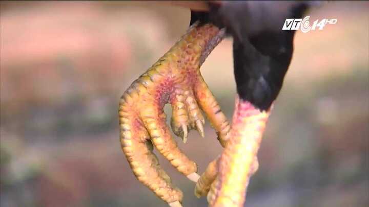 Gà 9 cựa huyền thoại giá chục triệu đồng/cặp được đại gia lùng mua chơi Tết