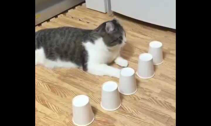 Há hốc mồm với tài tìm đồ vật của chú mèo thông minh