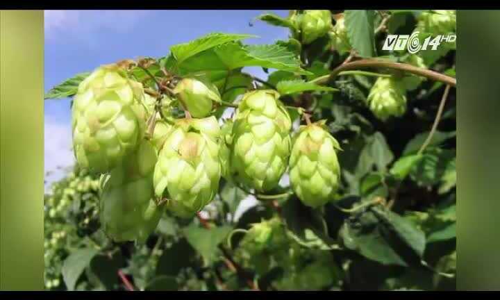 Loại rau đắt nhất thế giới, giá 30 triệu đồng/kg