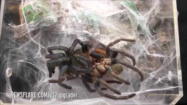Tròn mắt xem nhện tarantula khổng lồ lột xác