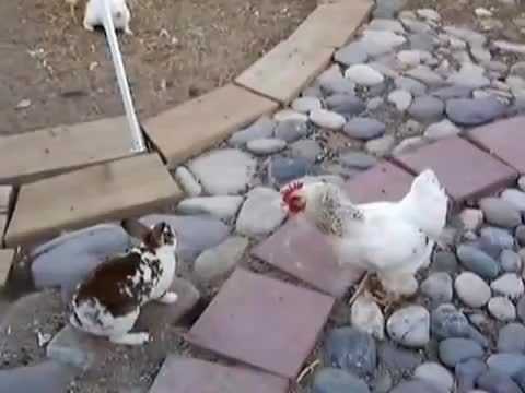 Thỏ đại chiến, gà nhảy vào can