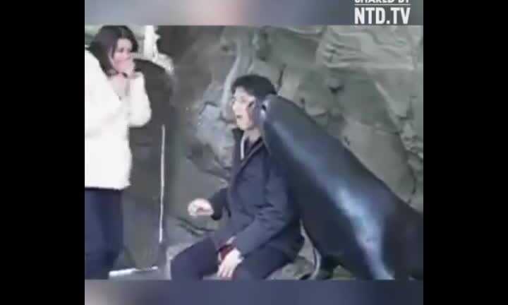 Cười vỡ bụng clip hải cẩu thơm má du khách khi chụp ảnh