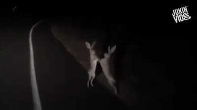 Thỏ đại chiến kịch liệt như võ sĩ boxing