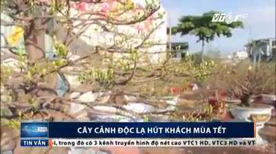 Cây cảnh độc lạ giá hàng trăm triệu hút khách mùa Tết