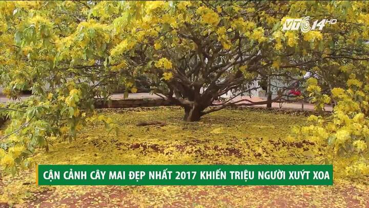 Cận cảnh cây mai vàng đẹp nhất năm 2017, trả tiền tỷ cũng không bán