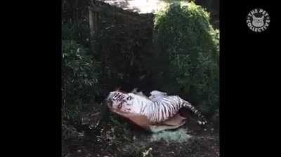 Phì cười clip bạch hổ to lớn đùa nghịch dễ thương như mèo con