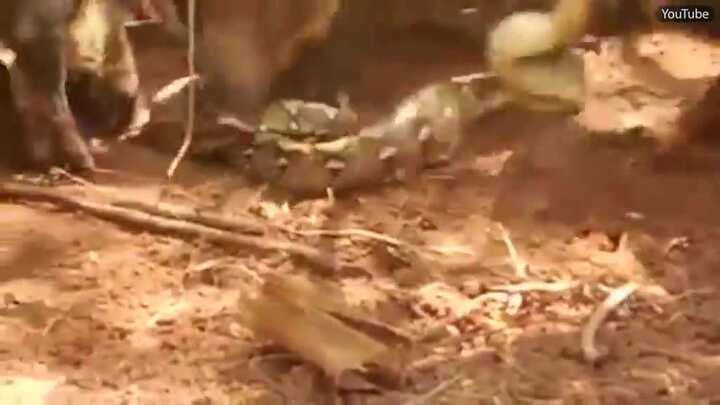 Clip: Lợn rừng điên cuồng xé xác trăn 'khủng', trả thù cho đồng loại