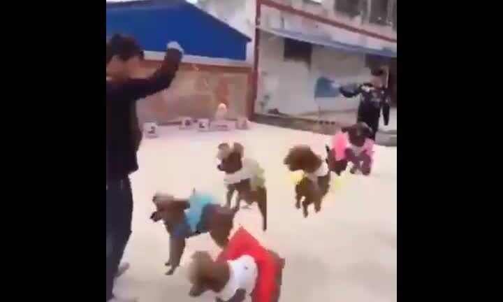 Tròn mắt xem 5 chú chó nhảy dây cùng lúc cực điệu nghệ